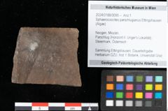 Foto (Objekt + Etikett) von Sphaerococcites parschlugianus Ettingshausen (NHMW-GEO-2024-0188-0095)